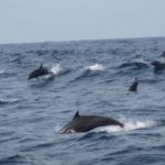 Dolfijnen bekijken op Bali