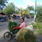 Lokale boer op Bali